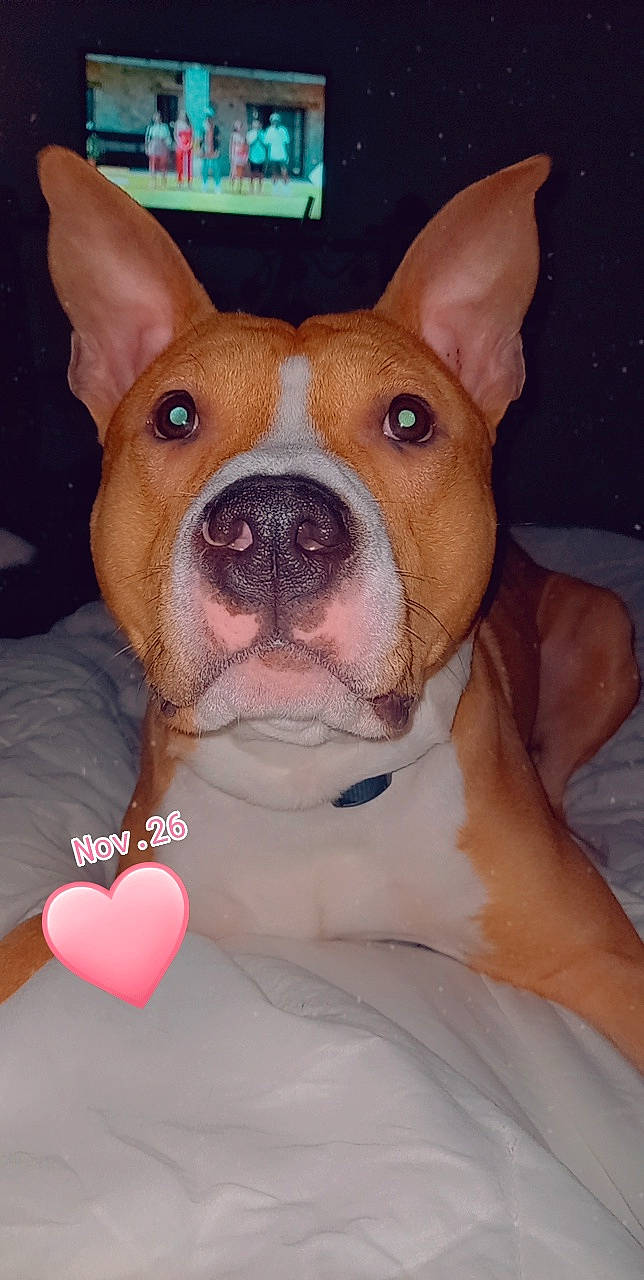 Shadow a rejoint le concours — aidez-le/la à gagner de superbes lots ! ancient_dog_breeds, canidae, carnivore, comfort, companion_dog, dog, dog_breed, ear, eye, fawn, fur, jaw, non_sporting_group, organ, photography, snout, sporting_group, toy_dog, whiskers, working_animal