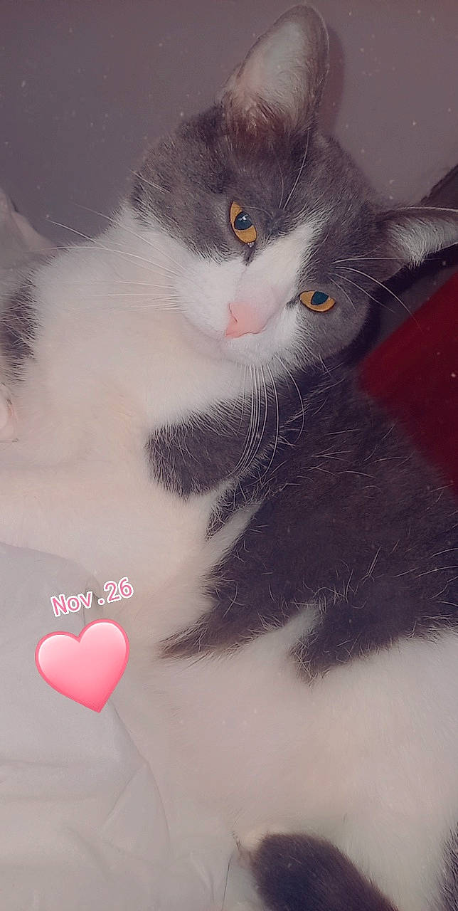 Mimine a rejoint le concours — aidez-le/la à gagner de superbes lots ! carnivore, cat, domestic_short_haired_cat, event, eye, eyelash, felidae, fur, love, paw, small_to_medium_sized_cats, snout, tail, whiskers, white, window