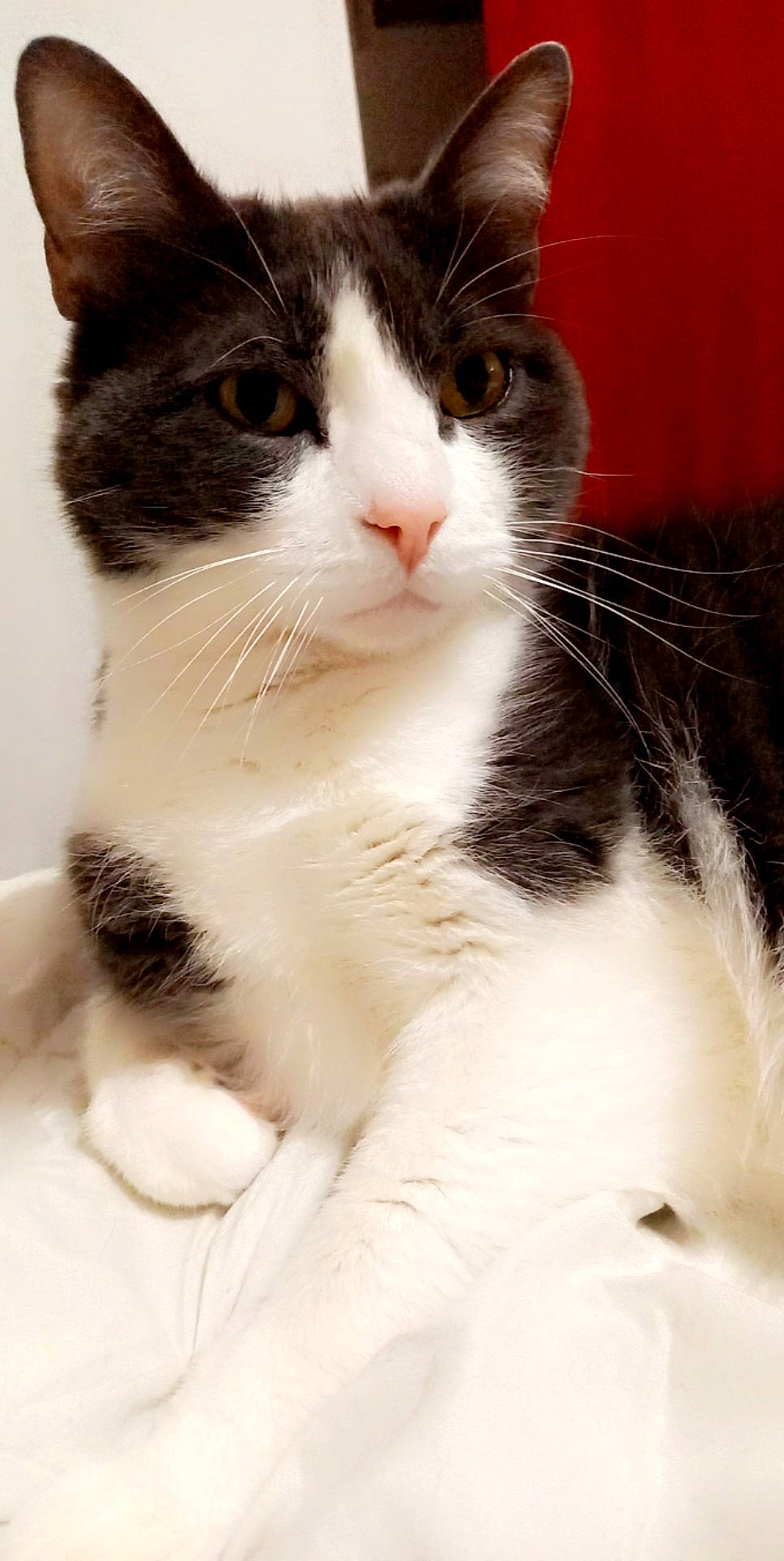 Mimine participe au concours pour gagner de l'argent avec cette photo : carnivore, cat, claw, comfort, domestic_short_haired_cat, eye, eyelash, felidae, fur, paw, sitting, small_to_medium_sized_cats, snout, tail, terrestrial_animal, whiskers, window