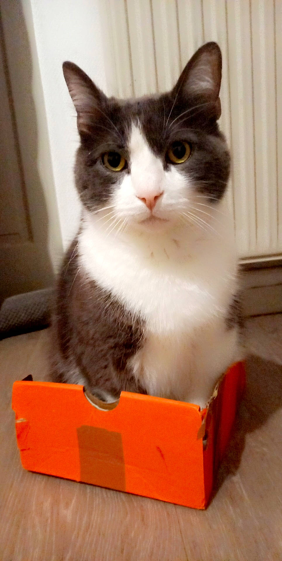 Mimine a rejoint le concours — aidez-le/la à gagner de superbes lots ! box, cardboard, carnivore, carton, cat, cat_supply, domestic_short_haired_cat, eye, felidae, fur, packaging_and_labeling, paw, shipping_box, sitting, small_to_medium_sized_cats, snout, tail, whiskers, window, wood