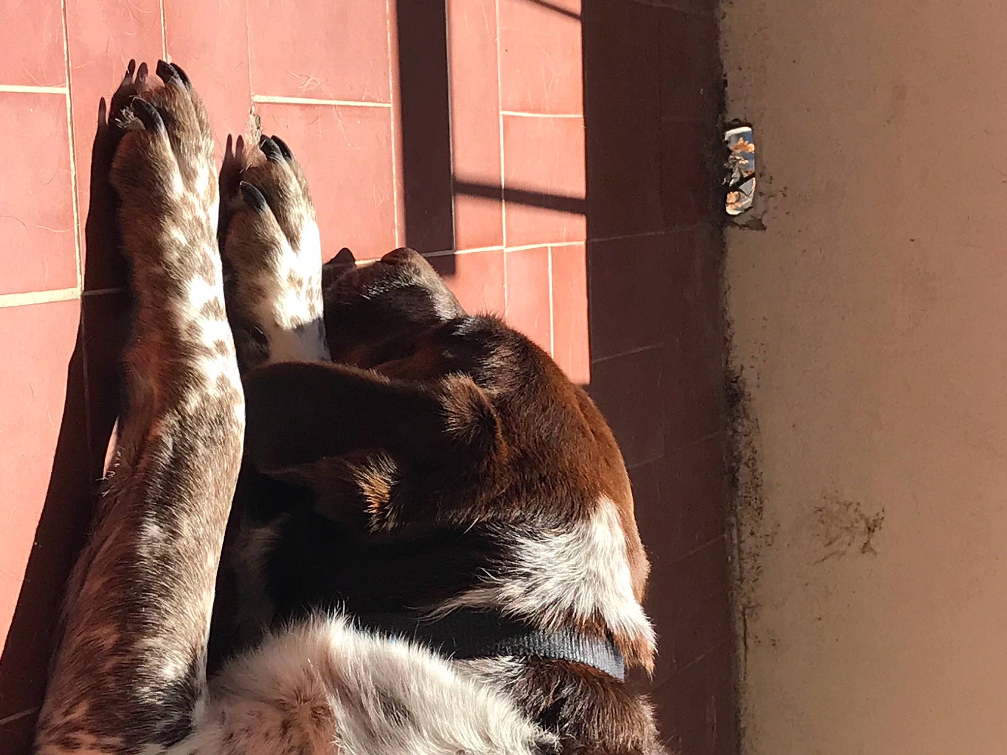 Timy a rejoint le concours — aidez-le/la à gagner de superbes lots ! canidae, carnivore, companion_dog, dog, dog_breed, fawn, felidae, fur, human_leg, liver, shadow, small_to_medium_sized_cats, snout, sporting_group, tail, terrestrial_animal, tints_and_shades, whiskers, window, wood