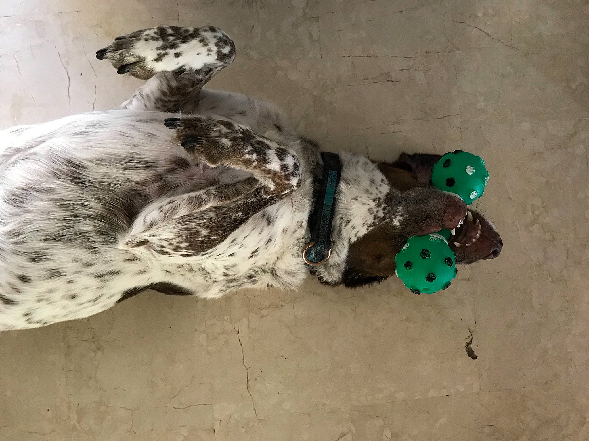 Timy participe au concours pour gagner de l'argent avec cette photo : _geese_and_swans, art, beak, bird, duck, ducks, feather, felidae, fur, galliformes, ink, military_camouflage, pattern, seabird, shadow, snout, sporting_group, tail, terrestrial_animal, visual_arts