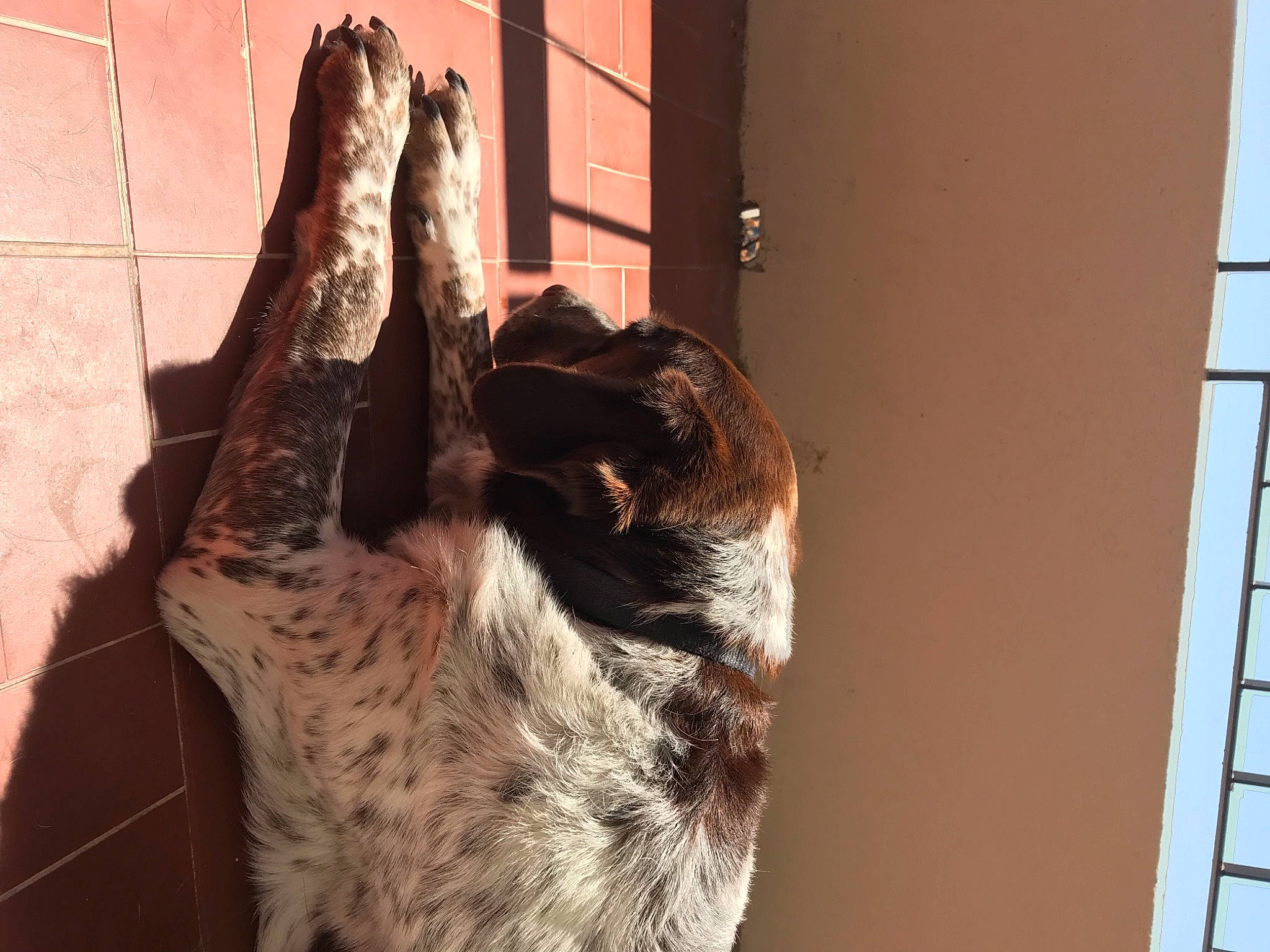 Timy a rejoint le concours — aidez-le/la à gagner de superbes lots ! canidae, carnivore, claw, dog_breed, domestic_short_haired_cat, fawn, felidae, fur, human_leg, small_to_medium_sized_cats, snout, sporting_group, tail, terrestrial_animal, whiskers, wildlife, wood, working_animal