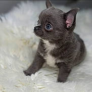 Bonbon is registered to the contest to win money with this photo: puppy, dog, small, cute, fluffy, fur, white_rug, animal, pet, young, gray, sitting, indoor, adorable, portrait, soft, ears, eyes, side_view, cuteness