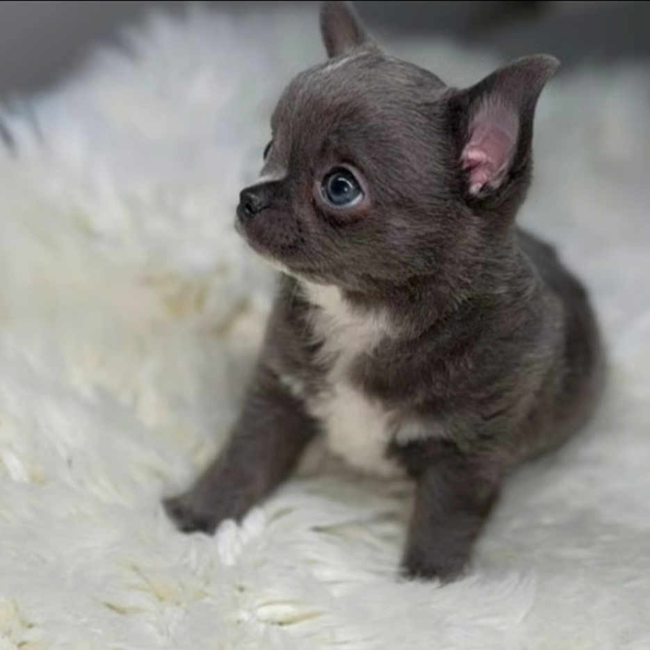 Bonbon is registered to the contest to win money with this photo: adorable, animal, cute, cuteness, dog, ears, eyes, fluffy, fur, gray, indoor, pet, portrait, puppy, side_view, sitting, small, soft, white_rug, young