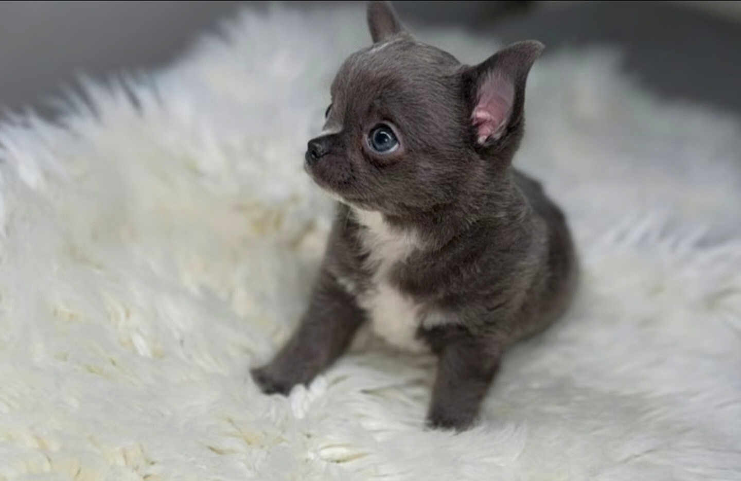 Bonbon is registered to the contest to win money with this photo: puppy, dog, small, cute, fluffy, fur, white_rug, animal, pet, young, gray, sitting, indoor, adorable, portrait, soft, ears, eyes, side_view, cuteness