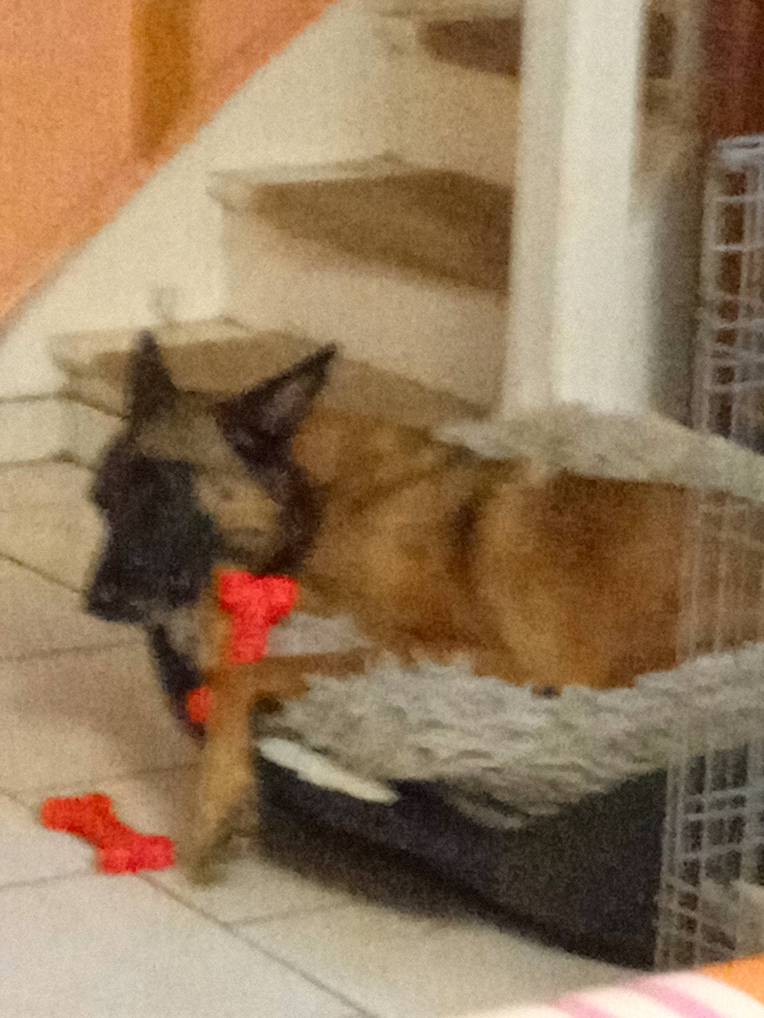 Oly a rejoint le concours — aidez-le/la à gagner de superbes lots ! animal_shelter, canidae, carnivore, cat, companion_dog, dog, dog_breed, dog_supply, fawn, felidae, flooring, fur, paw, pet_supply, small_to_medium_sized_cats, snout, sporting_group, tail, whiskers, wood