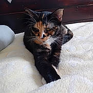 Bella a rejoint le concours — aidez-le/la à gagner de superbes lots ! cat, calico_cat, feline, pet, animal, black_fur, orange_fur, white_fur, whiskers, ears, yellow_eyes, lying_down, crossed_paws, relaxed, sleeping_area, blanket, bed, bedroom, wooden_headboard, cozy