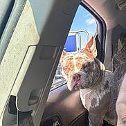 Lily joined the competition — help win amazing prizes! dog, brindle, car_interior, window, seatbelt, person_partial, sunlight, shadow, backseat, road_trip, canine, pet, serious_expression, car_door, blue_sky, metal_rail, seat, headrest, closeup, daylight