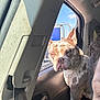 dog, brindle, car_interior, window, seatbelt, person_partial, sunlight, shadow, backseat, road_trip, canine, pet, serious_expression, car_door, blue_sky, metal_rail, seat, headrest, closeup, daylight