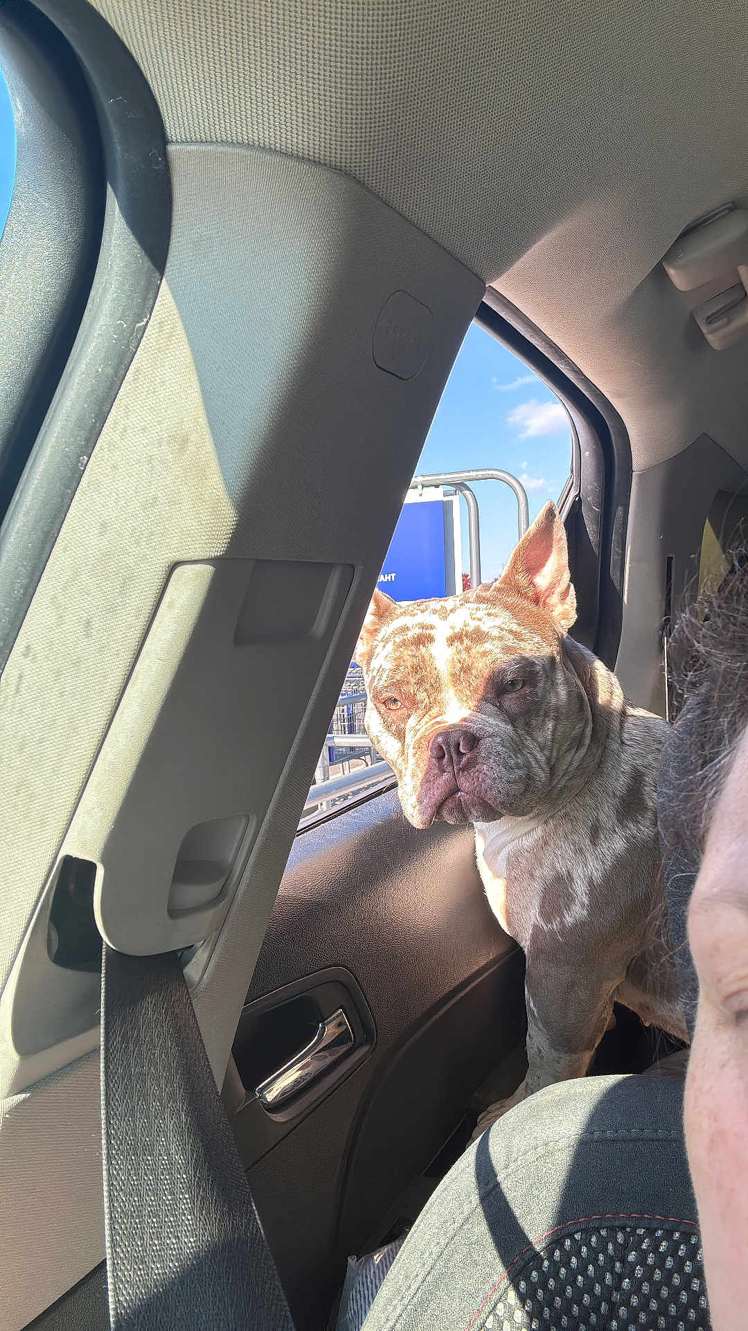 Lily joined the competition — help win amazing prizes! dog, brindle, car_interior, window, seatbelt, person_partial, sunlight, shadow, backseat, road_trip, canine, pet, serious_expression, car_door, blue_sky, metal_rail, seat, headrest, closeup, daylight
