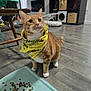 cat, orange_tabby, bandana, pet, indoor, floor, food_tray, furniture, living_room, toy, playful, curious, domestic_animal, white_paws, wooden_floor, household, cute, alert, cozy, home