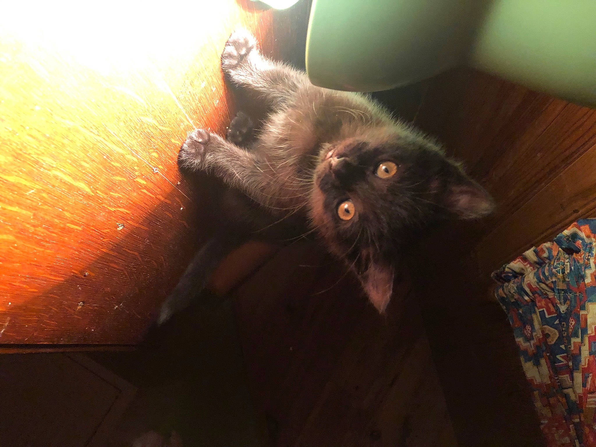 Kitty a rejoint le concours — aidez-le/la à gagner de superbes lots ! black_cat, canidae, carnivore, cat, claw, dog_breed, domestic_short_haired_cat, fawn, felidae, foot, fur, gesture, paw, small_to_medium_sized_cats, sporting_group, tail, terrestrial_animal, tints_and_shades, whiskers, wood