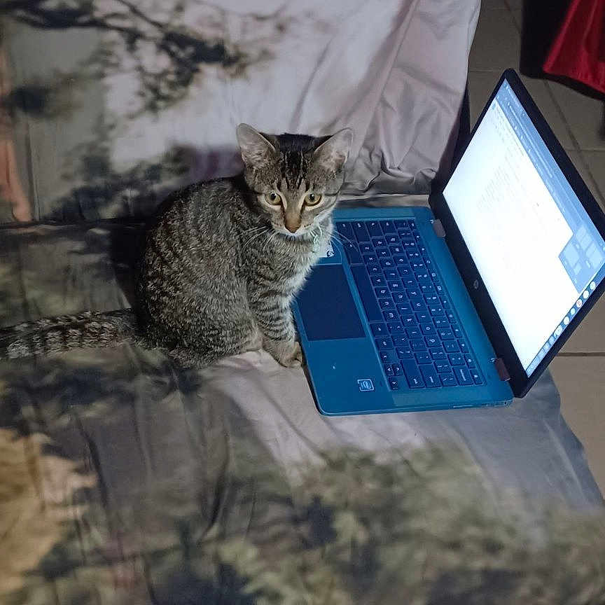 Misaamane is registered to the contest to win money with this photo: animal, bed, bedroom, cat, computer, computerhardware, computerkeyboard, couch, electronics, furniture, hardware, indoors, kitten, laptop, monitor, pc, pet, room, screen, table