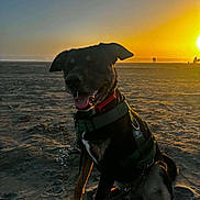 Cannon is registered to the contest to win money with this photo: dog, beach, sunset, sand, harness, outdoor, animal, pet, sunlight, nature, evening, sky, ocean, silhouette, happy, canine, vacation, leisure, scenic, relaxation