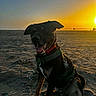 dog, beach, sunset, sand, harness, outdoor, animal, pet, sunlight, nature, evening, sky, ocean, silhouette, happy, canine, vacation, leisure, scenic, relaxation