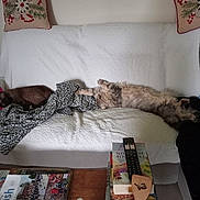 Venus a rejoint le concours — aidez-le/la à gagner de superbes lots ! cat, cats, couch, blanket, pillow, white, quilt, sleeping, stretching, living_room, wooden_table, remote_control, book, magazine, floral, cozy, furniture, relaxing, domestic, pet