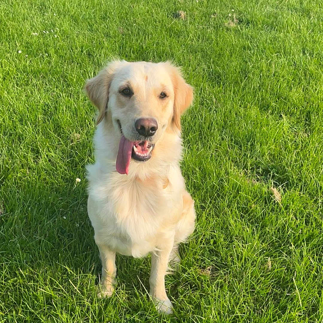 Bubbles is registered to the contest to win money with this photo: animal, canine, dog, face, field, goldenretriever, grass, grassland, green, head, lawn, nature, outdoors, person, pet, photography, plant, portrait, puppy, yard