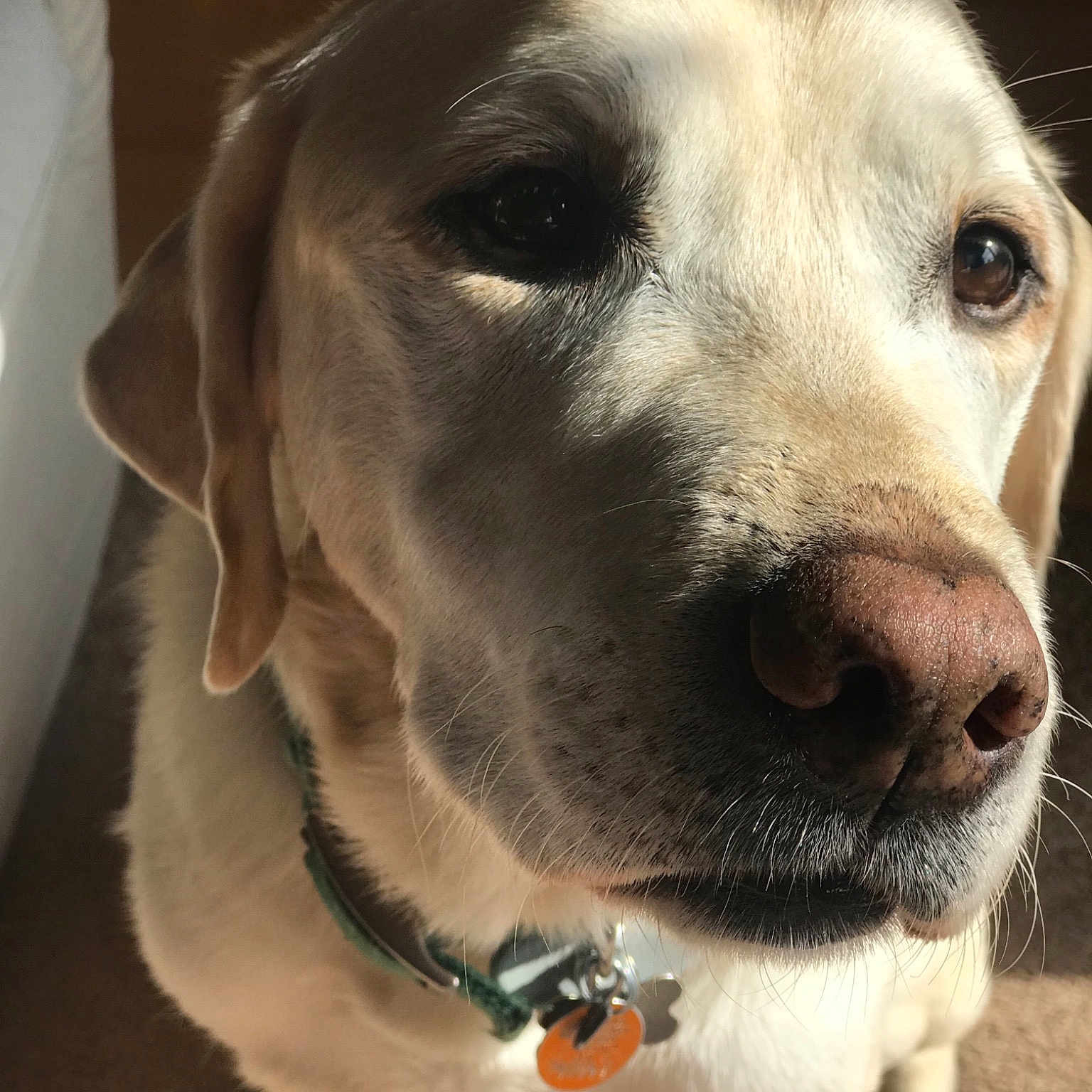Suri