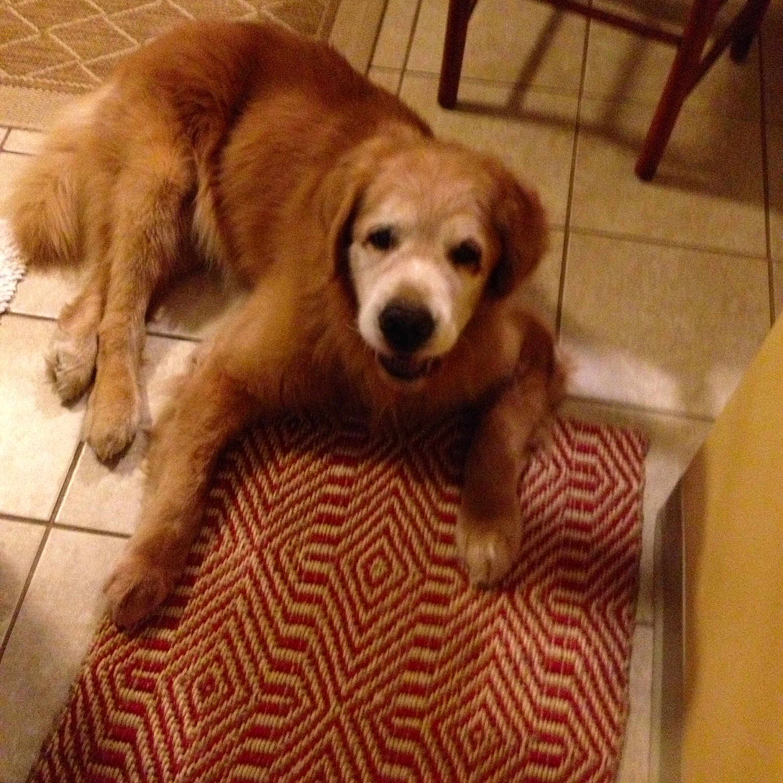 Barkley joined the competition — help win amazing prizes! carnivoran, companion_dog, dog, dog_breed, dog_breed_group, dog_like_mammal, flooring, fur, golden_retriever, puppy, retriever, snout, sporting_group