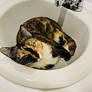 Evie Baby joined the competition — help win amazing prizes! animal, bathroom, black_orange_white, calico_cat, cat, ceramic, close_up, curled_up, faucet, feline, funny, fur, green_eyes, indoors, lying_down, pet, portrait, relaxed, sink, whiskers