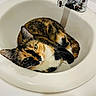animal, bathroom, black_orange_white, calico_cat, cat, ceramic, close_up, curled_up, faucet, feline, funny, fur, green_eyes, indoors, lying_down, pet, portrait, relaxed, sink, whiskers