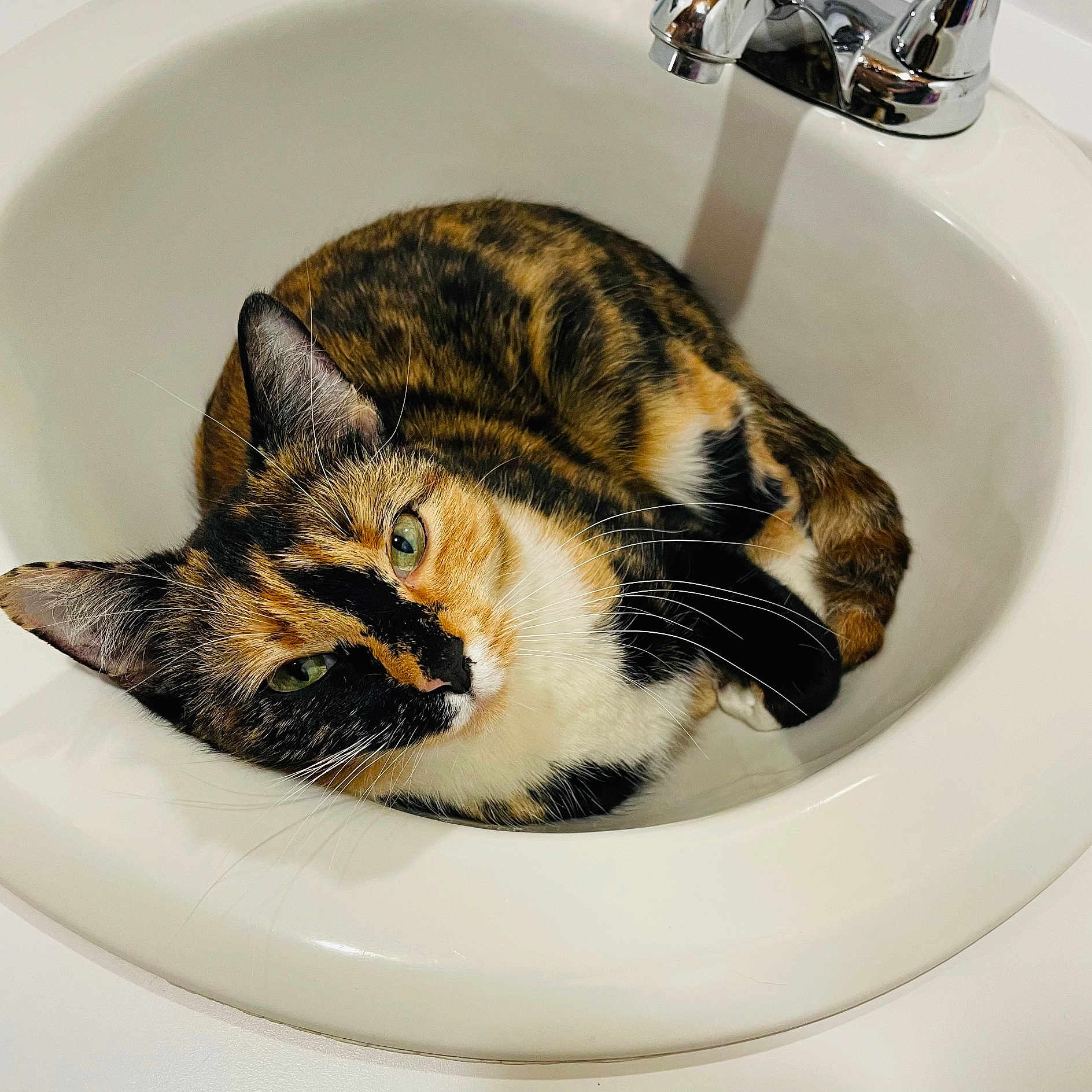 Evie Baby joined the competition — help win amazing prizes! animal, bathroom, black_orange_white, calico_cat, cat, ceramic, close_up, curled_up, faucet, feline, funny, fur, green_eyes, indoors, lying_down, pet, portrait, relaxed, sink, whiskers