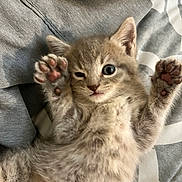 Michi is registered to the contest to win money with this photo: kitten, cat, paw, fur, cute, winking, lying_down, raised_paws, bed, blanket, gray, soft, pet, animal, whiskers, closeup, playful, young, feline, sleepy