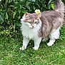 cat, fluffy, green_eyes, gray_and_white, grass, garden, plants, daisies, outdoor, nature, animal, pet, curious, standing, fur, whiskers, tail, leafy, spring, daylight