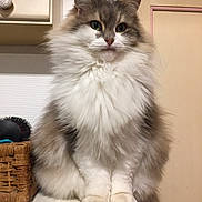 Olia participe au concours pour gagner de l'argent avec cette photo : cat, fluffy, indoor, pet, furniture, basket, brush, white, brown, fur, animal, domestic, cute, portrait, sitting, face, ears, paws, tail, home