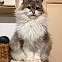 cat, fluffy, indoor, pet, furniture, basket, brush, white, brown, fur, animal, domestic, cute, portrait, sitting, face, ears, paws, tail, home