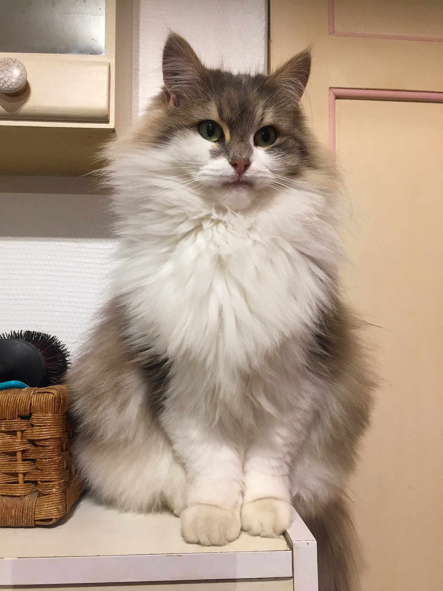 Olia