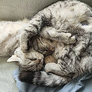 Vanille Et Luna a rejoint le concours — aidez-le/la à gagner de superbes lots ! animal, blanket, cat, cats, closeup, companionship, cozy, curled_up, cute, domestic_animal, fur, furry, indoor, pet, pillow, relaxation, resting, sleeping, snuggling, whiskers