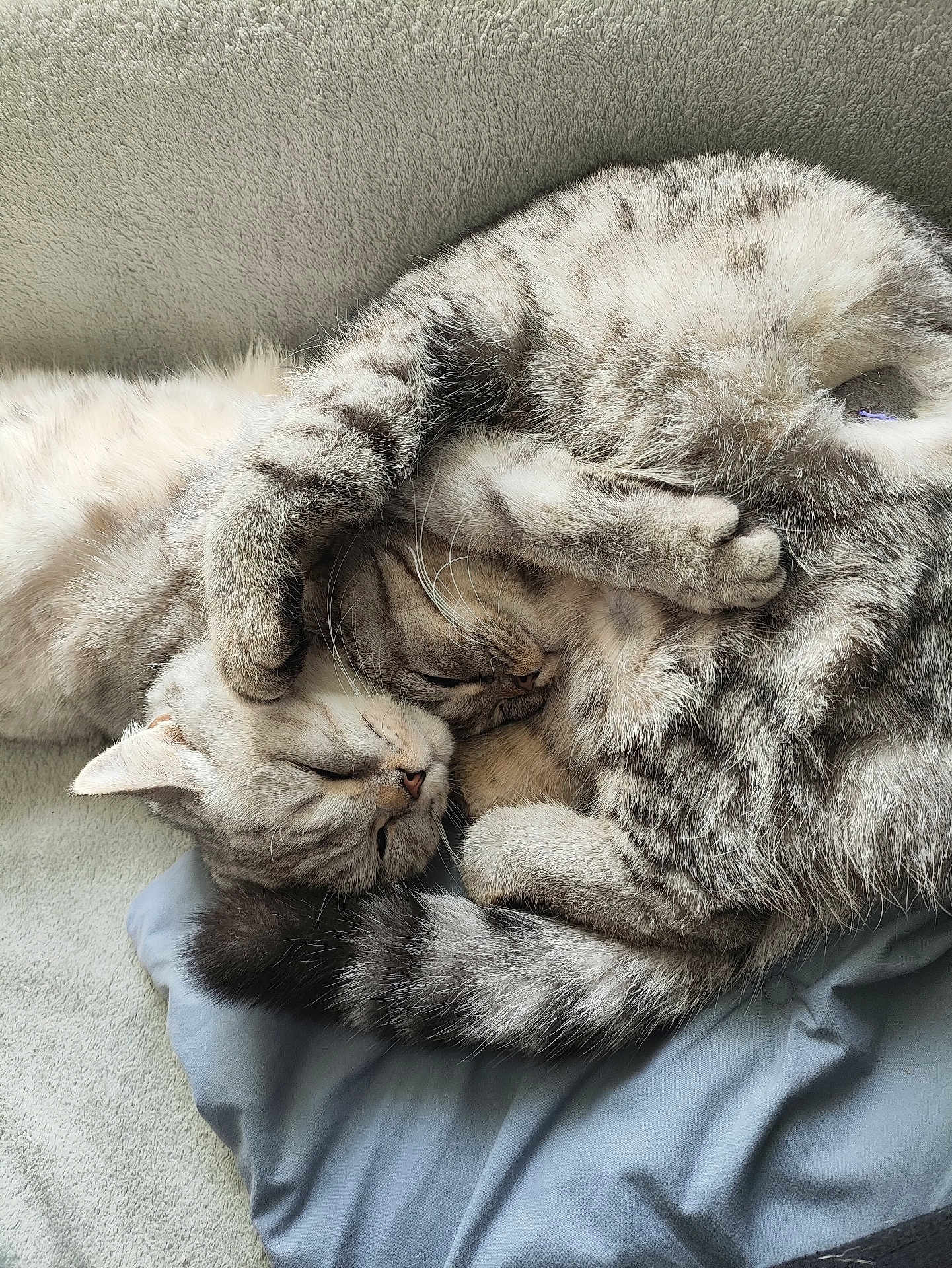 Vanille Et Luna a rejoint le concours — aidez-le/la à gagner de superbes lots ! animal, blanket, cat, cats, closeup, companionship, cozy, curled_up, cute, domestic_animal, fur, furry, indoor, pet, pillow, relaxation, resting, sleeping, snuggling, whiskers