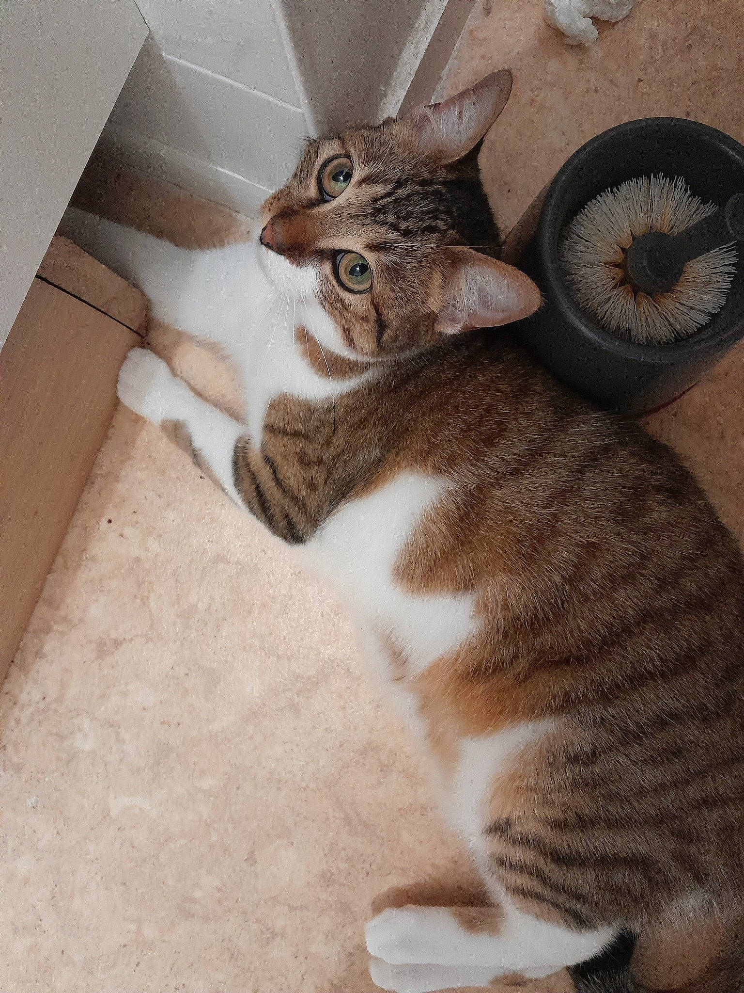 Nala participe au concours pour gagner de l'argent avec cette photo : automotive_tire, carnivore, cat, comfort, domestic_short_haired_cat, fawn, felidae, flooring, fur, hardwood, paw, small_to_medium_sized_cats, snout, tail, terrestrial_animal, whiskers, wood