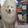 animal, bag, colorful, container, dog, floor, fluffy, happy, household, indoor, new_york_city, pet, plastic, rug, samoyed, standing, stars, statue_of_liberty, tongue_out, white_fur
