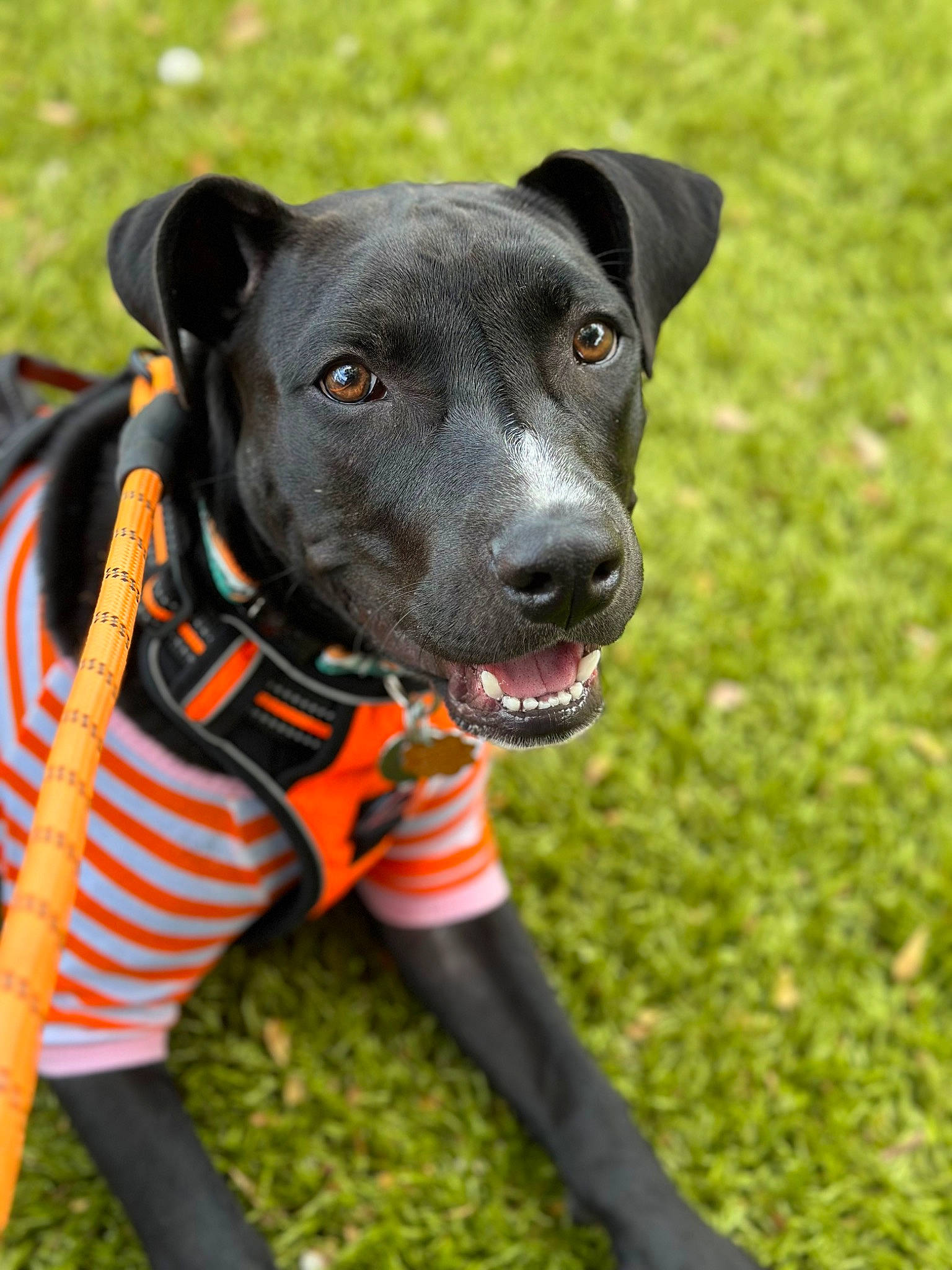 Benji joined the competition — help win amazing prizes! borador, carnivore, collar, companion_dog, dog, dog_breed, dog_clothes, dog_collar, dog_supply, fashion_accessory, grass, guard_dog, leash, personal_protective_equipment, pet_supply, plant, sporting_group, tail, working_animal, working_dog