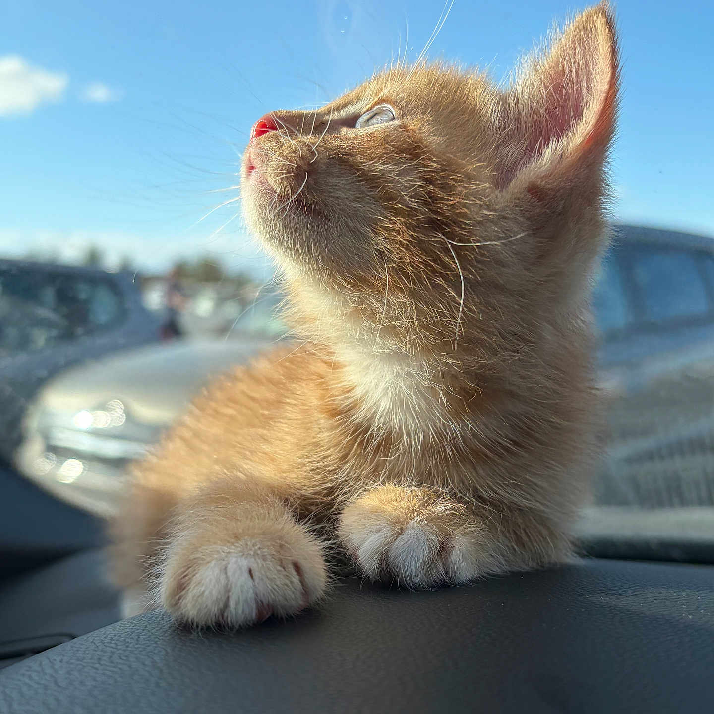 Rusty is registered to the contest to win money with this photo: kitten, cat, orange_cat, pet, animal, feline, cute, sunlight, dashboard, car, outdoor, sky, blue_sky, whiskers, fur, paw, closeup, portrait, young, curious