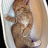 Rusty is registered to the contest to win money with this photo: kitten, cat, sleeping, ginger, orange_tabby, feline, pet, cute, cozy, basket, resting, fur, whiskers, paw, indoor, soft, adorable, animal, relaxing, nap