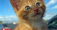 Rusty is registered to the contest to win money with this photo: kitten, cat, orange_tabby, pet, animal, cute, feline, young, small, fur, whiskers, ears, blue_sky, clouds, car_interior, window, sunlight, portrait, sitting, curious
