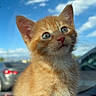 kitten, cat, orange_tabby, pet, animal, cute, feline, young, small, fur, whiskers, ears, blue_sky, clouds, car_interior, window, sunlight, portrait, sitting, curious