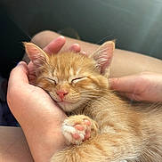 Rusty joined the competition — help win amazing prizes! kitten, cat, sleeping, orange_cat, pet, cute, hands, paw, pink_nose, fluffy, animal, domestic_cat, resting, closeup, soft_light, cozy, indoor, comfort, person, feline