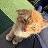 Rusty joined the competition — help win amazing prizes! kitten, cat, orange_cat, close_up, outdoor, sunlight, bench, grass, flowers, pet, animal, whiskers, feline, cute, young, fur, nature, relaxed, daylight, portrait