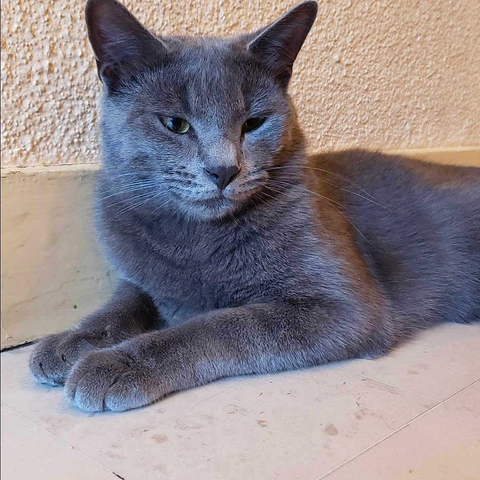 Marouane Alaya a rejoint le concours — aidez-le/la à gagner de superbes lots ! animal, calm, cat, closeup, cute, domestic_animal, ears, feline, floor, fur, gray_cat, indoor, mammal, pet, quiet, relaxed, resting, side_view, tile, whiskers