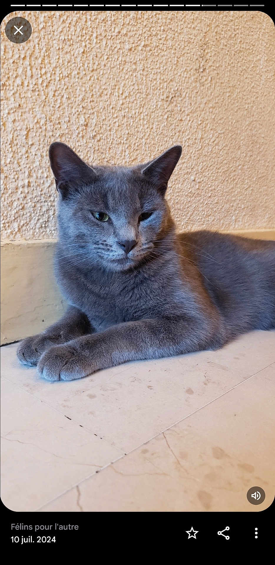 Marouane Alaya a rejoint le concours — aidez-le/la à gagner de superbes lots ! cat, gray_cat, feline, pet, indoor, floor, tile, relaxed, resting, animal, cute, whiskers, ears, fur, mammal, domestic_animal, quiet, calm, side_view, closeup