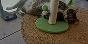 Gucci a rejoint le concours — aidez-le/la à gagner de superbes lots ! cat, tabby, scratching_post, plant, mat, woven_mat, tile_floor, balcony, indoor, pet, playful, relaxed, fur, paw, green, leaf, home, animal, cute, resting