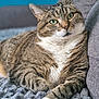 Gucci participe au concours pour gagner de l'argent avec cette photo : cat, tabby, green_eyes, fur, whiskers, paws, blanket, knitted, cozy, relaxed, indoor, couch, close_up, pet, animal, feline, resting, comfortable, soft, cute