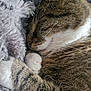 Gucci participe au concours pour gagner de l'argent avec cette photo : cat, tabby, sleeping, cozy, fluffy_blanket, paw, whiskers, fur, closeup, resting, cute, pet, animal, indoor, relaxation, soft_texture, peaceful, napping, mammal, domestic_cat