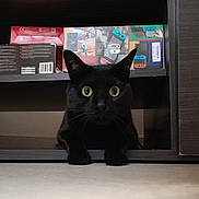 Noiraude participe au concours pour gagner de l'argent avec cette photo : animal, blackcat, businesscard, cat, computer, computerhardware, drawer, electronics, furniture, hardware, kitten, mobilephone, monitor, paper, pc, pet, phone, screen, text, tv