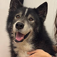 Paquila a rejoint le concours — aidez-le/la à gagner de superbes lots ! dog, happy, pet, smiling, fur, black_and_white, canine, indoor, portrait, friendly, animal, closeup, tongue_out, ears_up, companion, hand, human, caring, domestic, cute